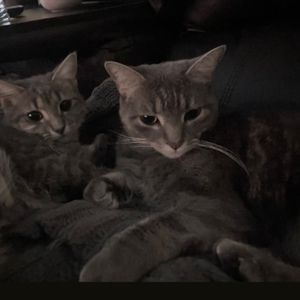 Meet your Posher, Blank